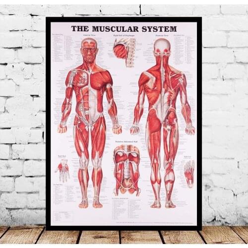 Anatomical Chart Human Body Anatomy Medical Posters Silk Art Painting Wall Art No Frame
