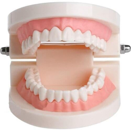 Teeth Model Pro Adult White Teeth Model Standard Dental Teaching Study Typodont Demonstration Oral Medical Education Tools