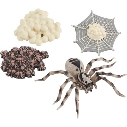 1 Set Spider Life Cycle Stages Classroom Teaching Accessories Educational Toy