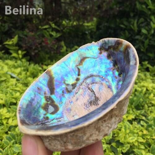 New Zealand Abalone Shell Natural Craft Conch Home Decoration Aquarium Landscaping Wedding Landscape Decoraition Size13cm/10cm