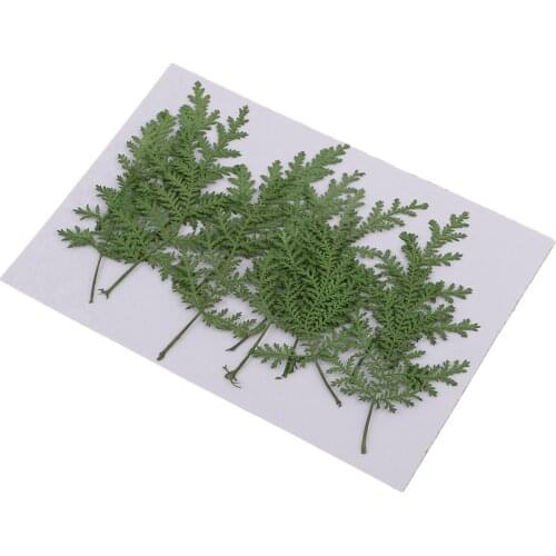 12 Pieces Real Dried Flower Leaves Wormwood Scrapbook Embellishment Green