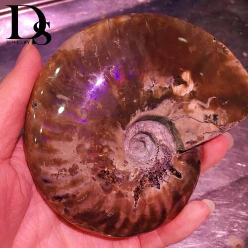 Rare Purple Iridescent Ammonite Fossil Ocean Shell Fossils Snail Conch Madagascar Ammolite Specimen Display
