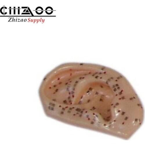 Ear Acupuncture Model Chinese medical Teaching Model