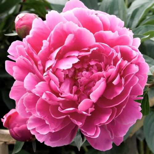 JMINE Div 5D pink peony flower Full Diamond Painting cross stitch kits art High Quality Floral 3D paint by diamonds