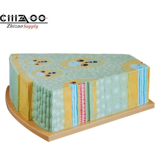 Medical Plant Anatomical Teaching Model Monocot Stem Structure Model