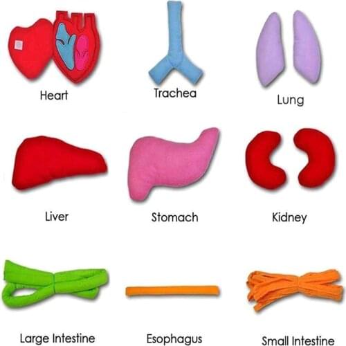 Пособия по биологии GJCUTE China At AliExpress