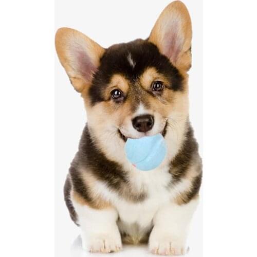 2Pcs Pet Dog Scent Tennis Ball Bite-resistant Teeth Care Play Training Chew Toy