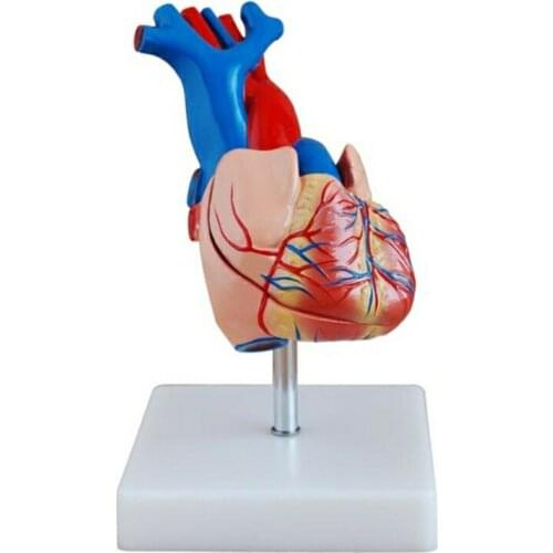 Medical science Anatomical Series Life-Size Heart Model