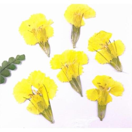 100pcs / 2 * 3cm Nature Pressed Canyon Flowers With Stem Eternal Flowers For DIY Invitation Craft Photo Bookmark Gift Card