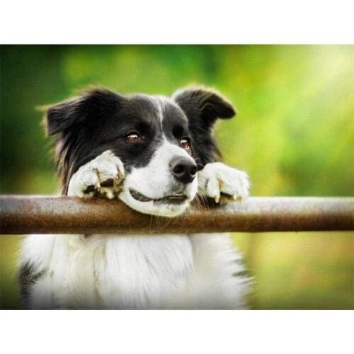 Animal Border Collie DIY 11CT Embroidery Cross Stitch Kits Craft Needlework Set Cotton Thread Printed Canvas Dropshipping