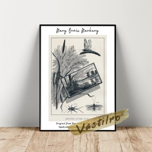 Mary Orvis Marbury Poster, Brown, Stone-Flies From Favorite Flies And Their Histories Wall Picture, Vintage Fly Animal Prints