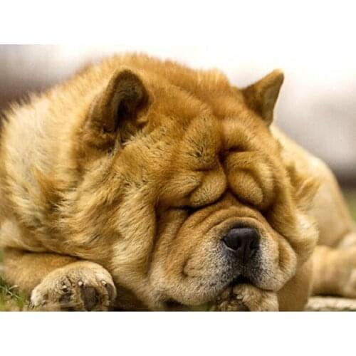 YIKEE diamond painting Chow Chow,diamond painting sale,diamond paint Y992