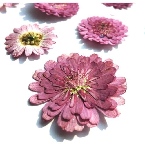 Pack 20 Pressed Dried Flower Dry Leaves for DIY Crafts Bookmark Cards Making Wedding Party Decoration Phone Case Design