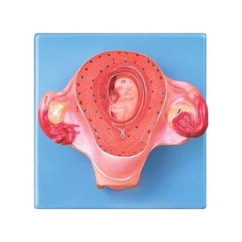 Two-month embryo model Embryonic development process model Medical teaching demonstration simulation natural size