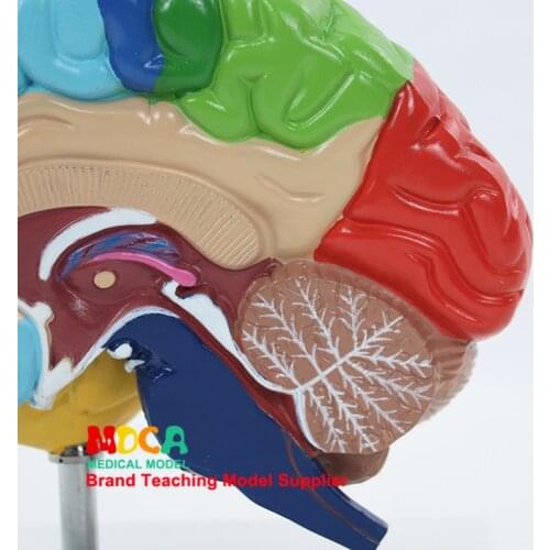 1:1 human brain model right hemisphere functional area anatomy medical teaching model