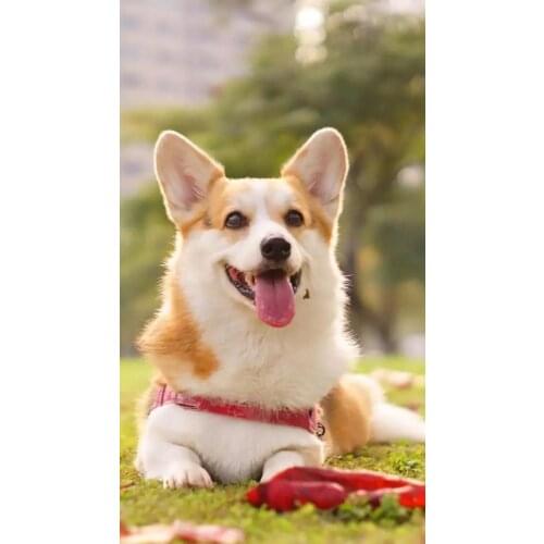 LIPHISFUN Full Drill Diamond Painting Embroidery Square/round DIY Home Decor Needlework Cute Dog Animal