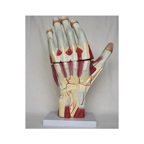Human Hand muscle Anatomical model Medical teaching Hand joint model free shipping
