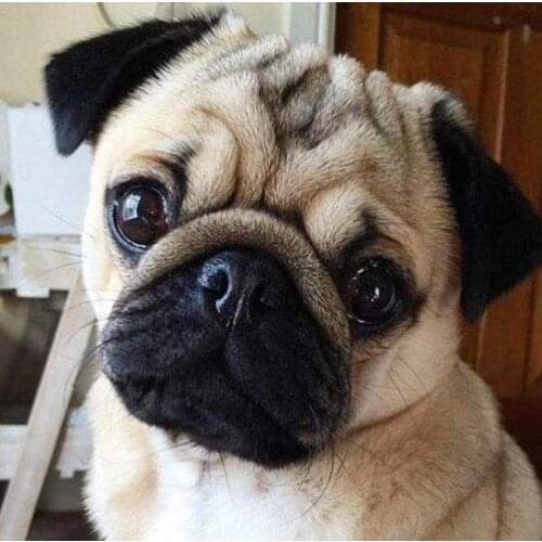 3D DIY Round Diamond Painting Pug Dog Animals Embroidery Full Square Diamond Painting Cross Stitch Rhinestone Mosaic Painting