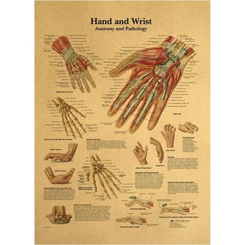 Illustration Of Human Body-hands And Wrists Retro Poster On Kraft Paper Classroom Museum Decoration Painting