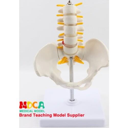 Reduction of human.pelvis belt five lumbar model Department of orthopedics spinal column spine model fitness display MGP002