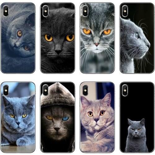 Cute british shorthair cat Soft Phone Case For Samsung Galaxy A71 A70 A60 A51 A50 A41 A40 A31 A30 A20E A21S A12 A10 A7 A5 A3