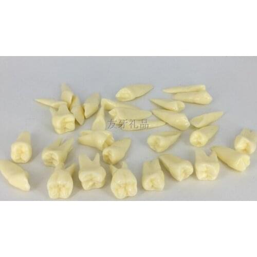 2X tooth model 28 Standard tooth with root Tooth grain Oral cavity model Dental teaching free shipping