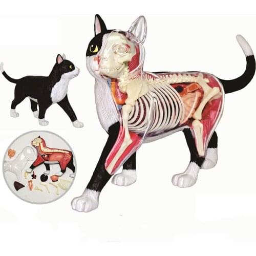 Animal black and white cat orange cat organ anatomy assembling toy model decoration medical teaching aid DIY