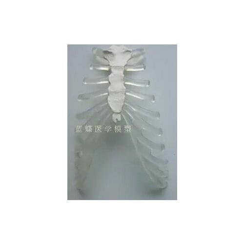 170cm human body transparent sternum Simulation skeleton teaching model