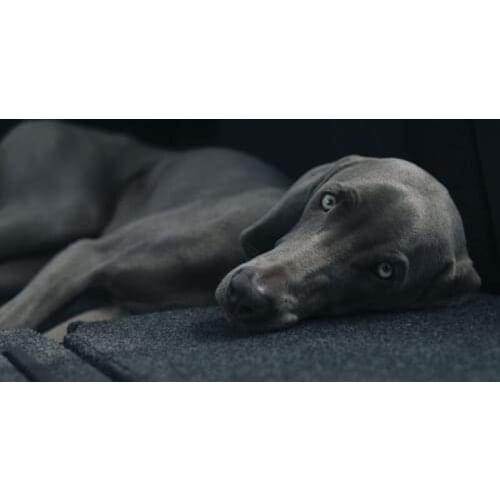 GLymg Charcoal Puppy Full Drill 5d Diamond Painting Embroider DIY Diamond Embroidery Mosaic Gift Handicrafts Kits Wall Art Decor