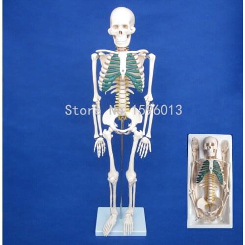 HOT Human 85cm Skeleton with Spinal Nerves Model, Human Skeleton Model