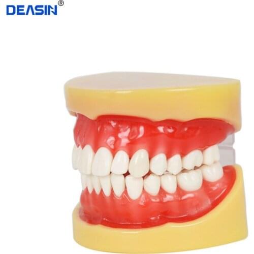Removable Model,28pcs,Hard Gum,teeth models Teeth Jaw Models for dental school teaching dentist dental teeth Models