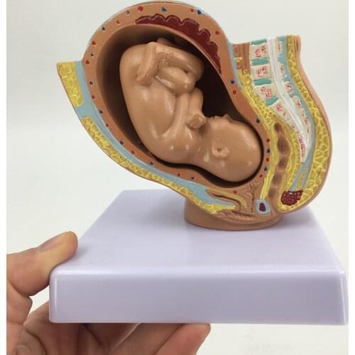 Pregnancy Anatomical Models Anatomical Pregnant Human Female Pelvis with Pregnancy 9 Months Baby Fetus Model Life Size