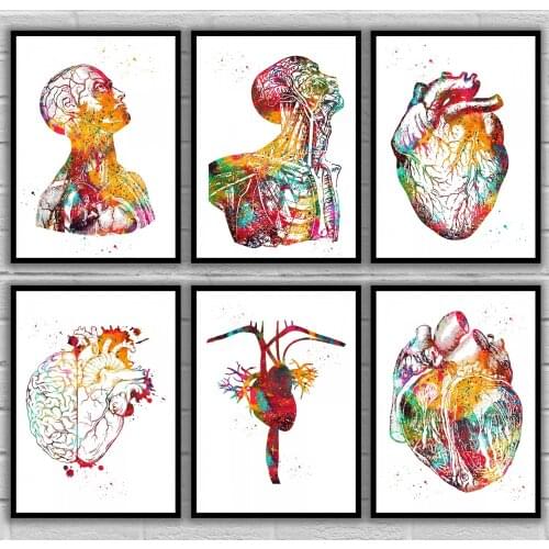 Head And Torso Heart anatomy Heart Anatomy Heart And Brain Heart section Anatomical Medical And Science Poster