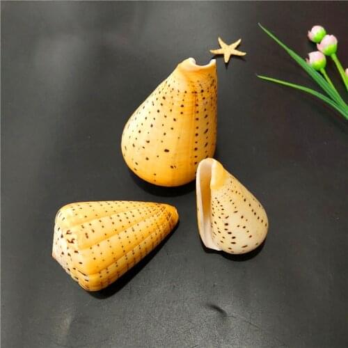 Yellow corn snail 6-10CM natural conch shell fish tank micro landscape landscaping Mediterranean home decoration