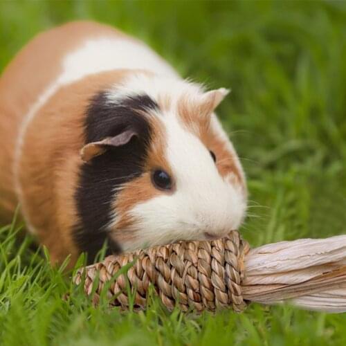 2pcs Pet Chew Toy Hamster Rabbit Chinchilla Molar Material Tooth Grinding Toy Water Grass Radish Small Animals Rabbit Pet Supply