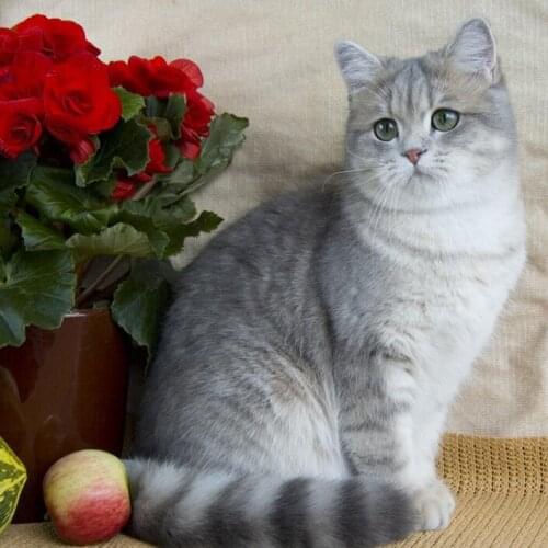 A14227 11CT/14CT/18CT/25CT/28CT oil scenery patterns Counted Cross Stitch DIY Cross Stitch Kits Embroidery Needlework Sets