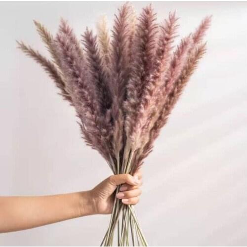 Plant Decoration Reed Small Pampas White Dried Flowers Air-Dried Decoration Display Props GQ