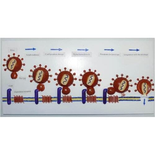 Demonstration model of HIV entry into human cells Cell submicroscopic structure model