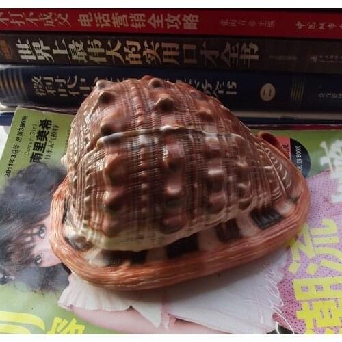 HappyKiss Natural conch shells Wanbao prosperous screw four big famous bolt appearance in good condition A thriving business