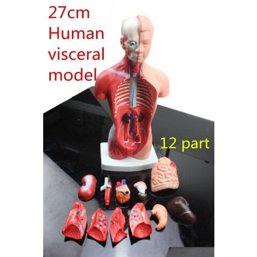 Medical teaching model 27CM 12part human torso anatomical model human organs visceral muscle model Trunk anatomy model Removable