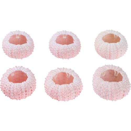 6 Pcs 3/4CM Natural Sea Urchin Shells Conch Shells Tillandsia Containers DIY Handmade Air Plants Planting Pots (Random Color)