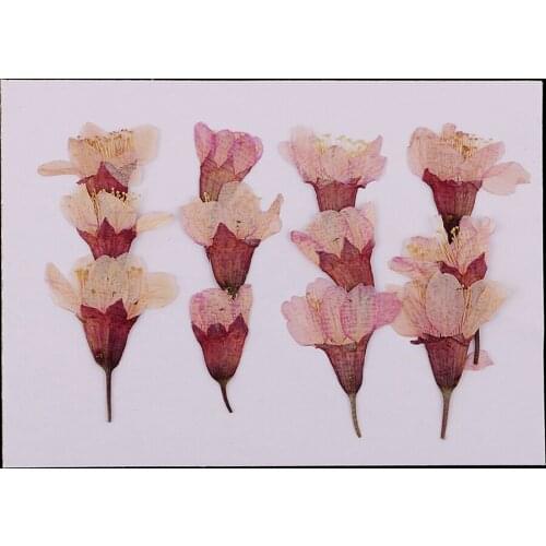 12Pcs Natural Dried Flowers Side Pressed Sakura Cherry Blossom DIY Scrapbooking Arts Crafts Resin Jewelry Making Mold Fillers