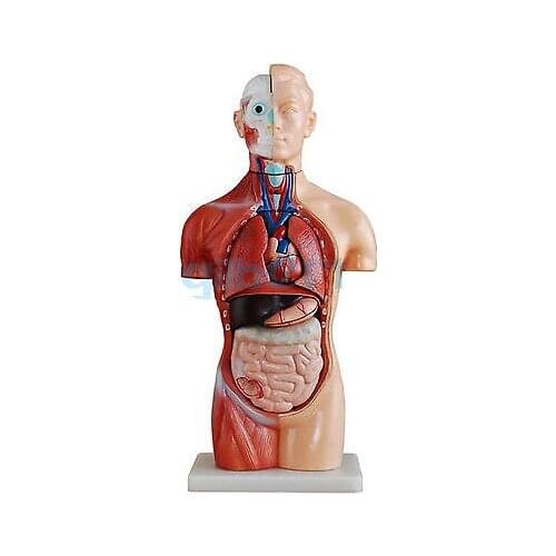 18 Part Asexual Human Torso Anatomical Skeleton Model teaching tool 42CM
