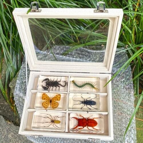 Teaching science experiment children insect specimen resin amber centipede black scorpion stag beetle spider crab tortoise