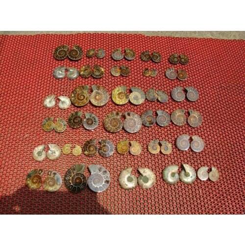 31 PAIRS RAINBOW NATURAL BEAUTIFUL FOSSIL BIVALVE FOSSILS SPECIMEN