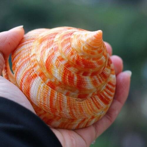 Orange Tower Sea Snail Green Natural Shell Conch Fish Crab Decoration Landscape Gifts Specimens Shellfish Tank Hermit Shell