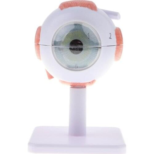 6 parts Enlarged 3X eye Anatomy Model Human Eye Ball Model Medical Anatomical eyes Teaching Experimental Model