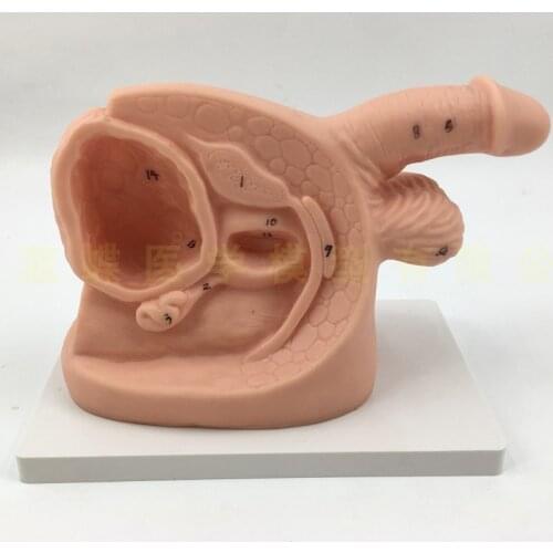 Male and female internal and external genital anatomy models urinary catheter molds