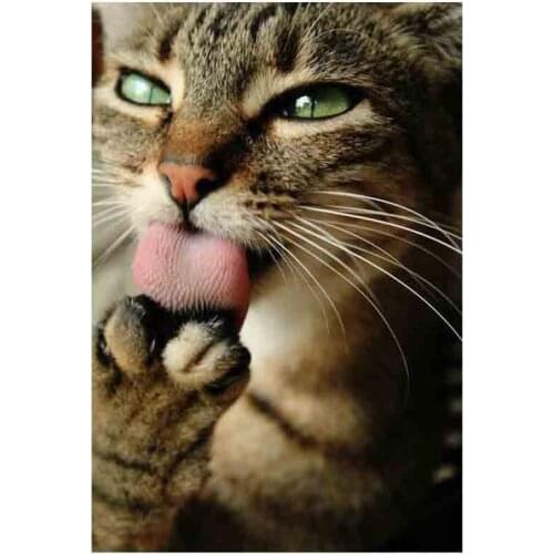 Kexinzu Full Square Round Drill 5D DIY Diamond Painting "Animal Cat" 3D Embroidery Cross Stitch Mosaic Home Decor Gift