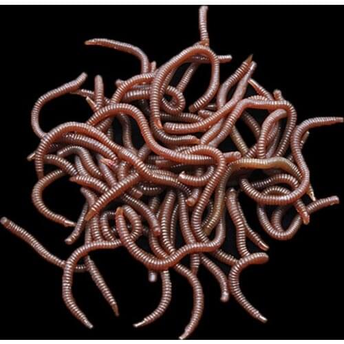 50 Pcs/Set High Quality 8cm/10cm Earthworm Fake Lures Baits Ideal Soft Fishing Gear Tackle Durable Lures L26